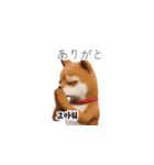 柴犬日常韓国語 40P（個別スタンプ：21）