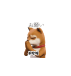 柴犬日常韓国語 40P（個別スタンプ：24）