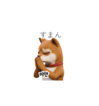 柴犬日常韓国語 40P（個別スタンプ：25）