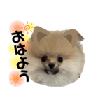 くまぴち①（個別スタンプ：1）