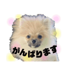 くまぴち①（個別スタンプ：4）