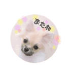 くまぴち①（個別スタンプ：7）