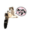 たんちゃちゃスタンプ2（個別スタンプ：3）