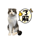 たんちゃちゃスタンプ2（個別スタンプ：8）