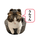 たんちゃちゃスタンプ2（個別スタンプ：12）