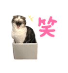 たんちゃちゃスタンプ2（個別スタンプ：13）