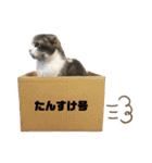 たんちゃちゃスタンプ2（個別スタンプ：30）