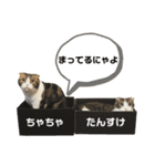 たんちゃちゃスタンプ2（個別スタンプ：32）