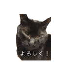 家猫2022（個別スタンプ：1）