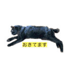 家猫2022（個別スタンプ：3）