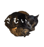 家猫2022（個別スタンプ：5）