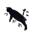 家猫2022（個別スタンプ：7）