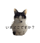 家猫2022（個別スタンプ：9）