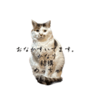 家猫2022（個別スタンプ：10）