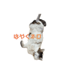 家猫2022（個別スタンプ：11）