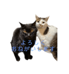 家猫2022（個別スタンプ：12）