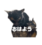 家猫2022（個別スタンプ：14）