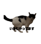 家猫2022（個別スタンプ：15）