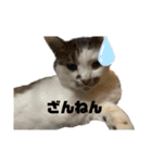 家猫2022（個別スタンプ：16）