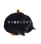 家猫2022（個別スタンプ：21）