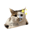 家猫2022（個別スタンプ：30）