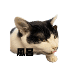 家猫2022（個別スタンプ：35）