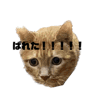 家猫2022（個別スタンプ：36）