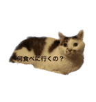 家猫2022（個別スタンプ：37）