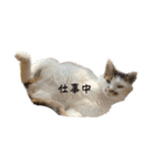 家猫2022（個別スタンプ：40）