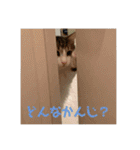 めちゃかわねこちゃんず！（個別スタンプ：38）