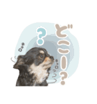 我が家のまろ3（個別スタンプ：3）