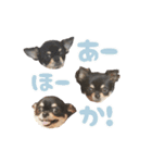 我が家のまろ3（個別スタンプ：4）