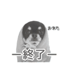 我が家のまろ3（個別スタンプ：7）