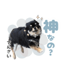 我が家のまろ3（個別スタンプ：8）