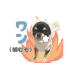 我が家のまろ3（個別スタンプ：10）