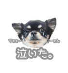 我が家のまろ3（個別スタンプ：12）