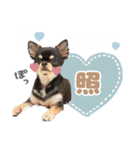 我が家のまろ3（個別スタンプ：15）