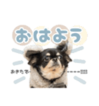 我が家のまろ3（個別スタンプ：22）