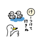 白鳥さんあいうえお 新潟弁の白鳥さん5（個別スタンプ：9）