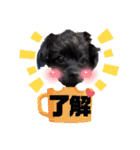 くーる.こむぎ（個別スタンプ：1）