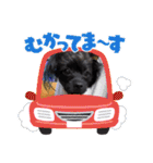 くーる.こむぎ（個別スタンプ：11）