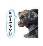 くーる.こむぎ（個別スタンプ：13）