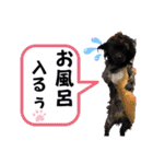 くーる.こむぎ（個別スタンプ：15）