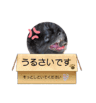 くーる.こむぎ（個別スタンプ：16）