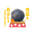 くーる.こむぎ（個別スタンプ：20）