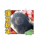 くーる.こむぎ（個別スタンプ：24）