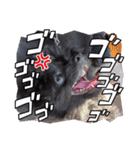 くーる.こむぎ（個別スタンプ：27）