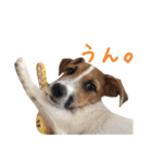 【犬の日】ジャックの子犬ちぃ（個別スタンプ：36）