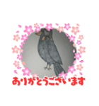 九ちゃん（九官鳥）（個別スタンプ：5）