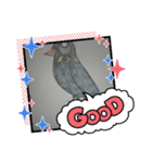 九ちゃん（九官鳥）（個別スタンプ：6）